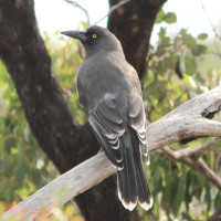 Grey Currawong